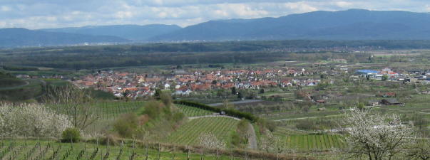 Tele-Blick vom Winklerberg nach Osten ber Ihringen zu Freiburg und Schwarzwald am 13.4.2008